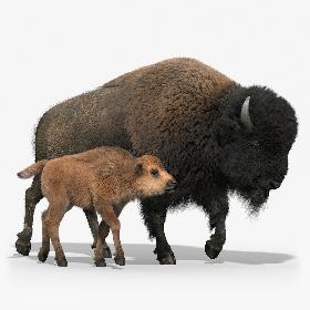 American Bison GROUP(FUR)(RIGGED)